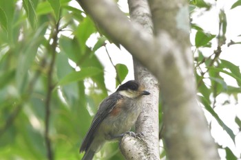 2023年6月26日(月) 長浜公園の野鳥観察記録