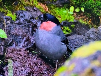 2023年6月25日(日) 奥庭御庭の野鳥観察記録