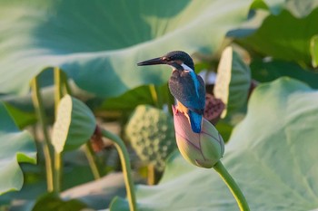 カワセミ 場所が不明 2018年8月1日(水)