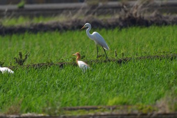 2023年6月25日(日) 海老名の野鳥観察記録