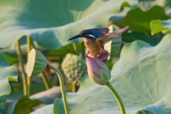 カワセミ 場所が不明 2018年8月1日(水)