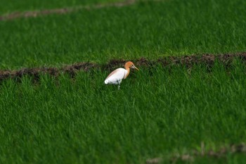 アマサギ 海老名 2023年6月25日(日)