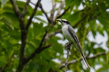 Ashy Minivet 松之山 Sat, 6/24/2023