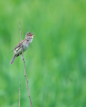 Oriental Reed Warbler Watarase Yusuichi (Wetland) Sat, 6/24/2023