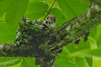 Asian Brown Flycatcher 松之山 Sat, 6/24/2023