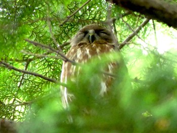 2023年6月24日(土) 埼玉県廣瀬神社の野鳥観察記録