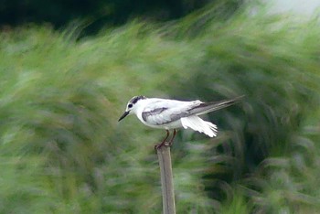 クロハラアジサシ 伊佐沼 2023年6月24日(土)