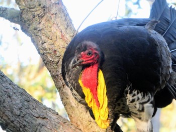 Australian Brushturkey Warriewood, NSW, Australia Sat, 6/24/2023