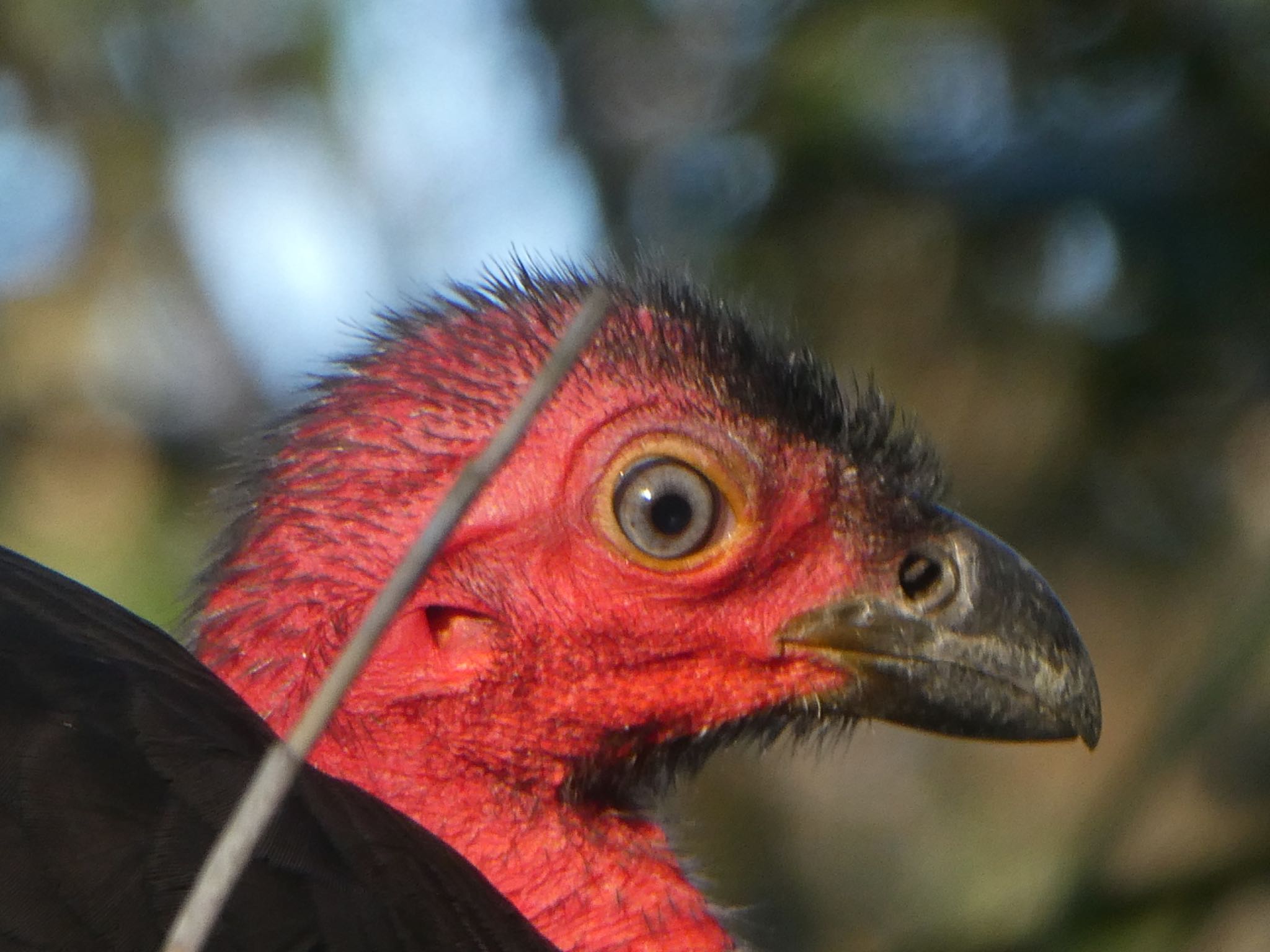 Photo of Australian Brushturkey at Warriewood, NSW, Australia by Maki