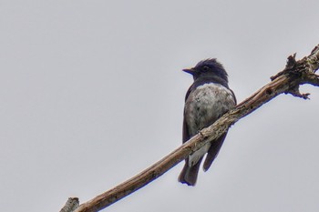 Blue-and-white Flycatcher 松之山 Sat, 6/24/2023