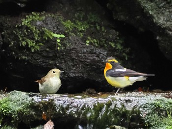 2023年6月26日(月) 大洞の水場の野鳥観察記録