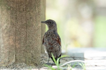 Blue Rock Thrush 京都府相楽郡精華町 Thu, 8/2/2018