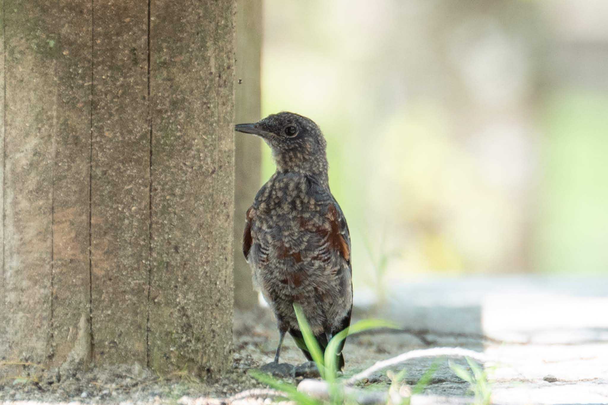 Photo of Blue Rock Thrush at 京都府相楽郡精華町 by veritas_vita