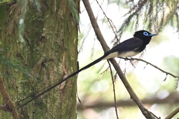 サンコウチョウ 八王子城跡 2023年6月25日(日)