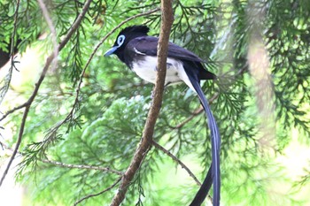 サンコウチョウ 八王子城跡 2023年6月25日(日)