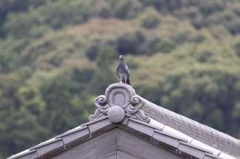 カワラバト 場所が不明 2023年6月26日(月)