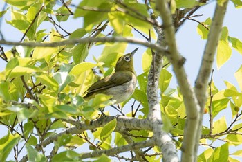 Warbling White-eye 京都府相楽郡精華町 Thu, 8/2/2018