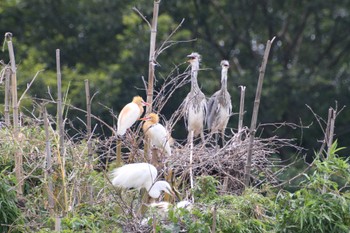 Mon, 6/26/2023 Birding report at 越谷サギコロニー