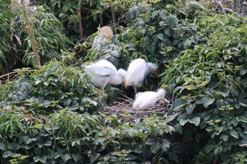 Great Egret 越谷サギコロニー Mon, 6/26/2023