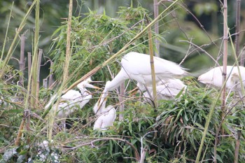 Great Egret 越谷サギコロニー Mon, 6/26/2023