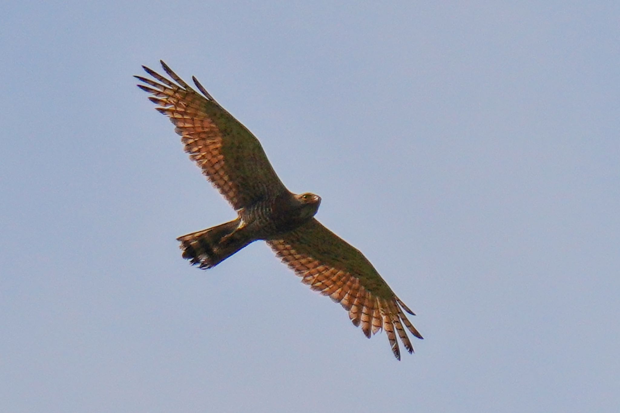 Photo of Grey-faced Buzzard at 松之山 by アポちん