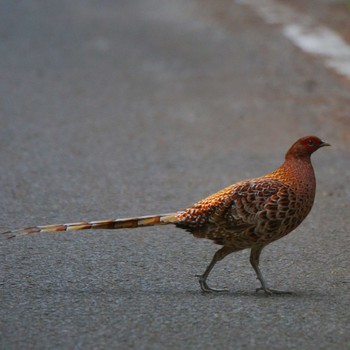 Copper Pheasant Unknown Spots Unknown Date