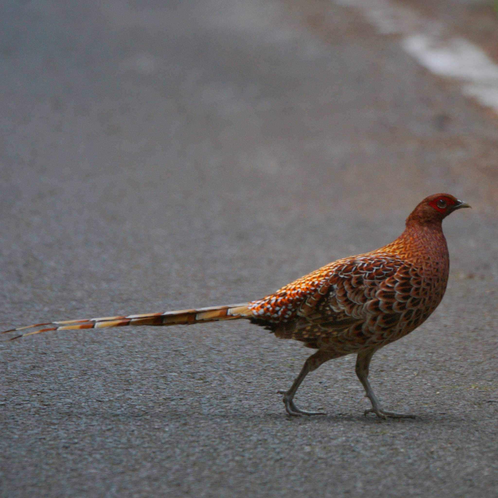 Photo of Copper Pheasant at  by Suzunori