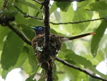 サンコウチョウ 長良川ふれあいの森 2023年6月26日(月)