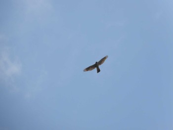 2023年6月25日(日) 小塚山公園の野鳥観察記録