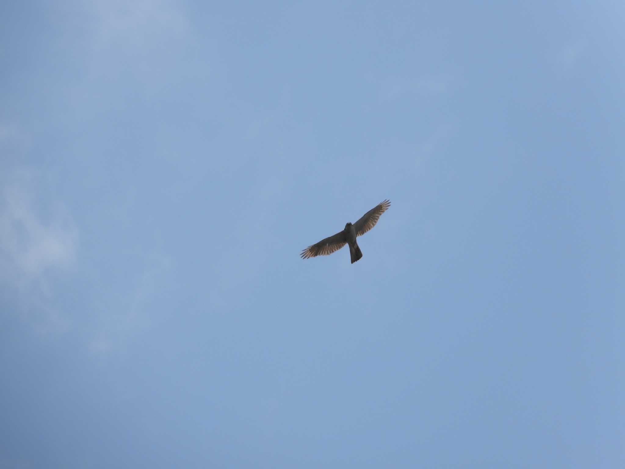 2023年6月24日(土) 小塚山公園の野鳥観察記録 by オリンポス 2023年6月24日(土) 小塚山公園の野鳥観察記録 by オリンポス