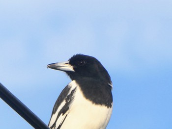 ノドグロモズガラス Central Coast Wetlands Pioneer Dairy(NSW) 2023年6月12日(月)