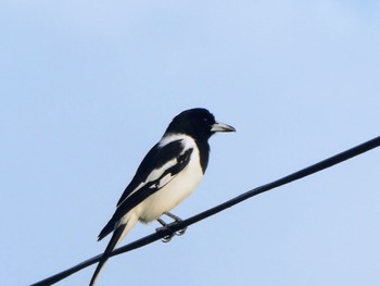 ノドグロモズガラス Central Coast Wetlands Pioneer Dairy(NSW) 2023年6月12日(月)