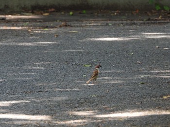 スズメ じゅん菜池緑地(蓴菜池緑地) 2023年6月25日(日)