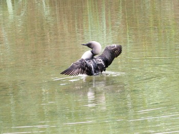 Pacific Loon 淀川 Sun, 6/25/2023