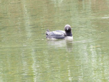 Pacific Loon 淀川 Sun, 6/25/2023