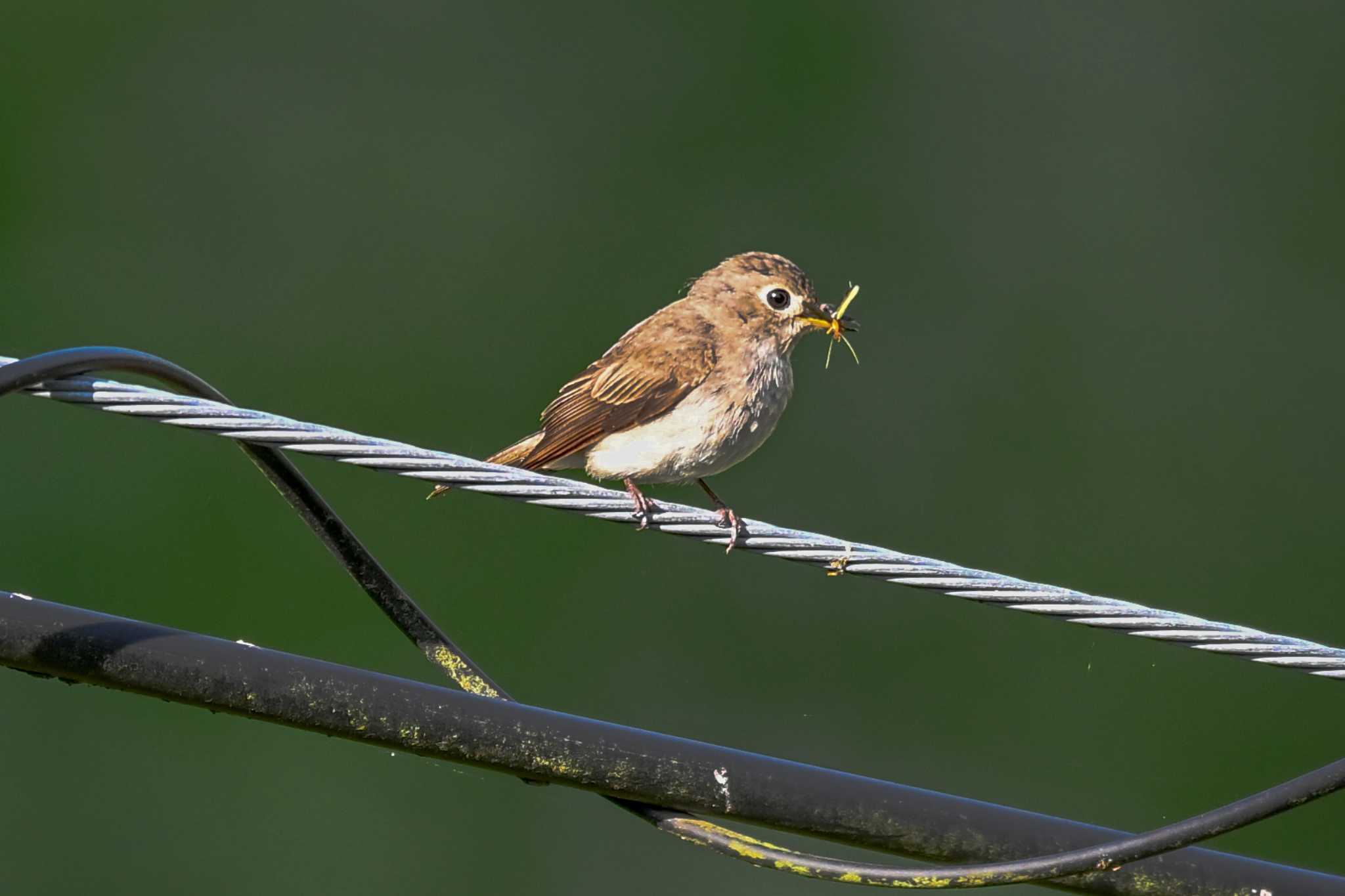 Asian Brown Flycatcher