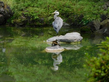 アオサギ 日比谷公園 2023年6月26日(月)