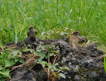 Mon, 6/26/2023 Birding report at Hibiya Park