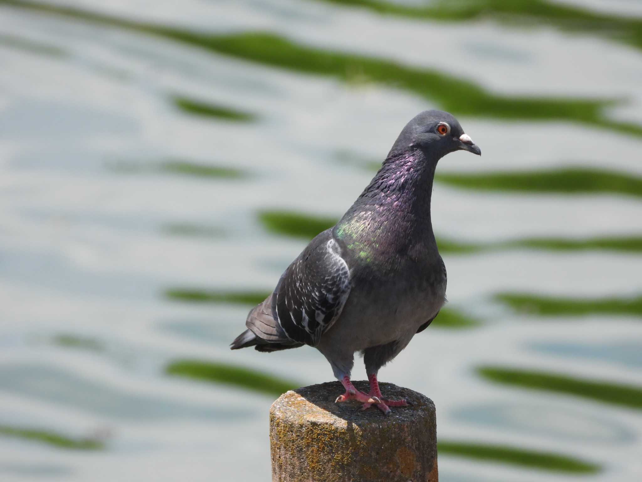 Rock Dove