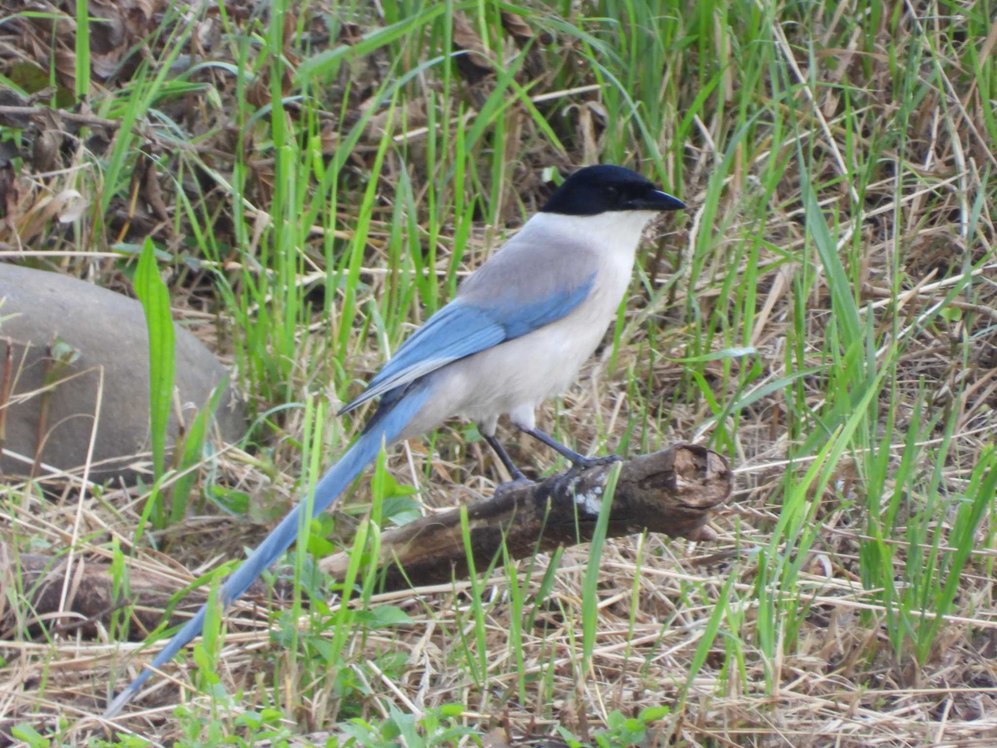 Azure-winged Magpie