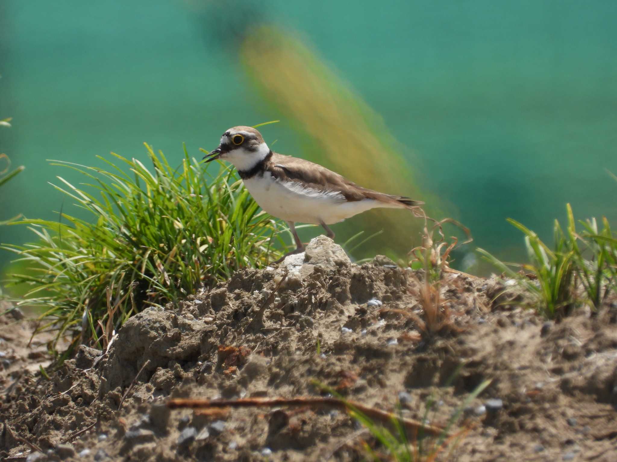 Little Ringed Plover