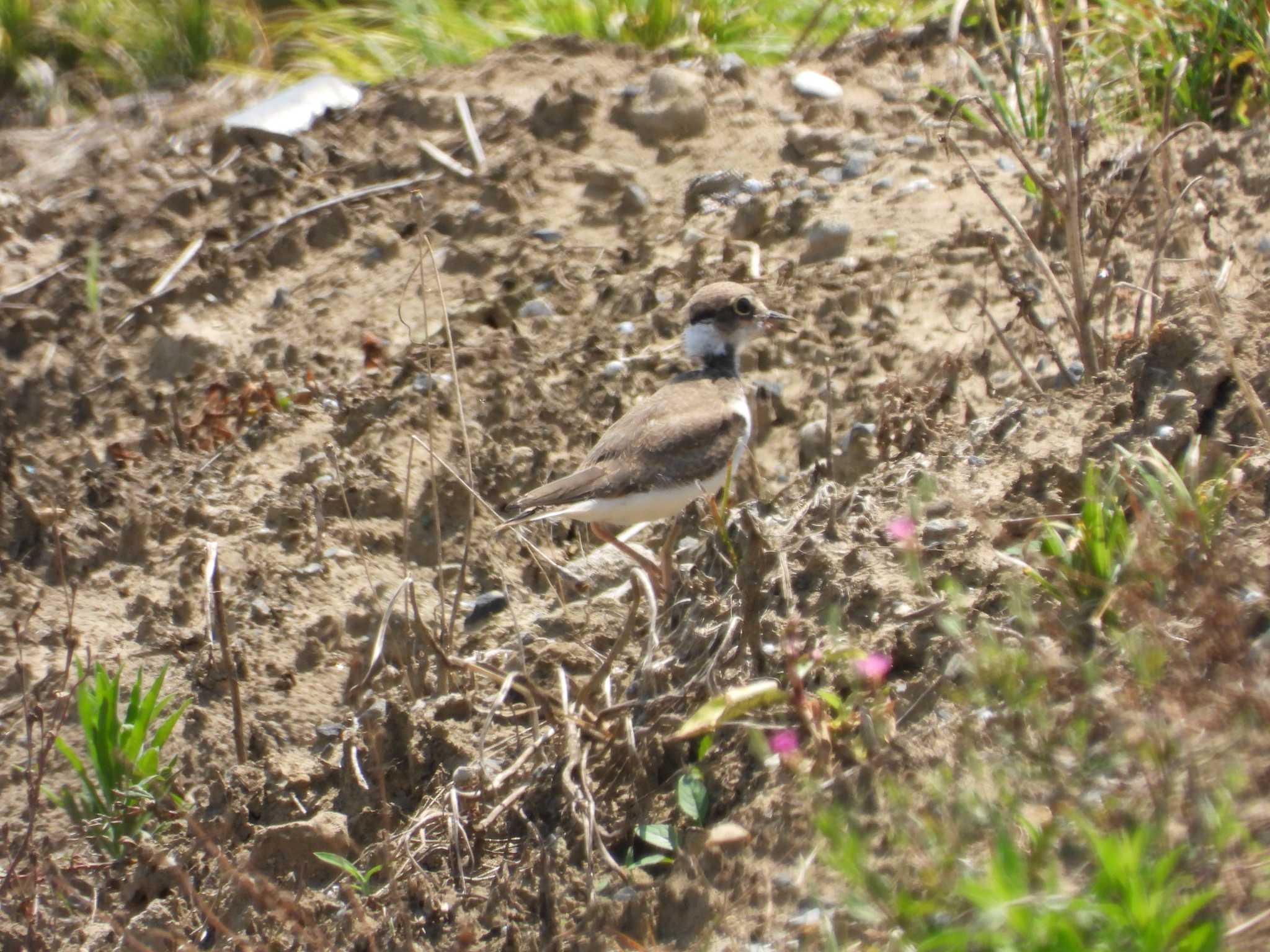 Little Ringed Plover