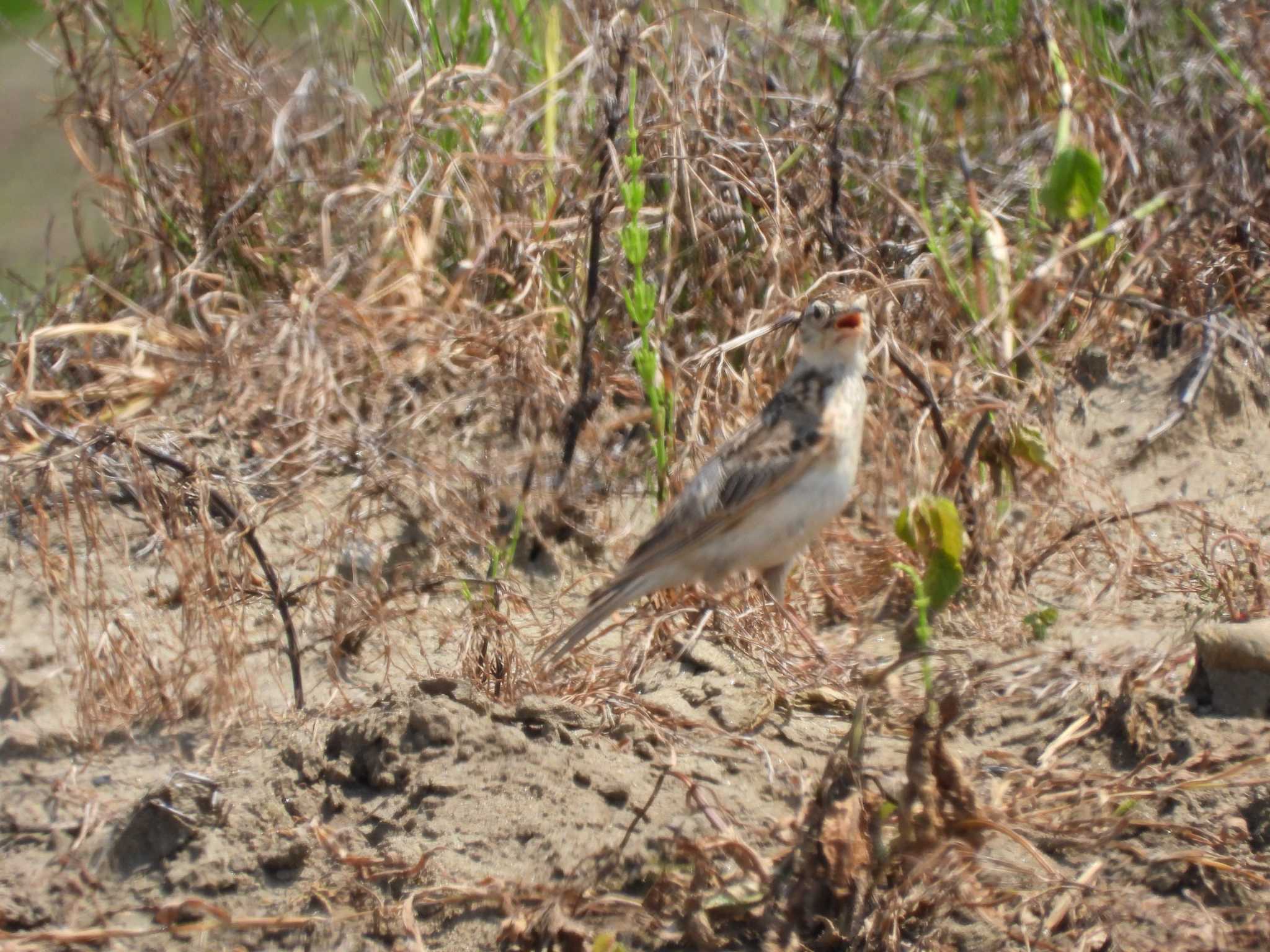 Eurasian Skylark