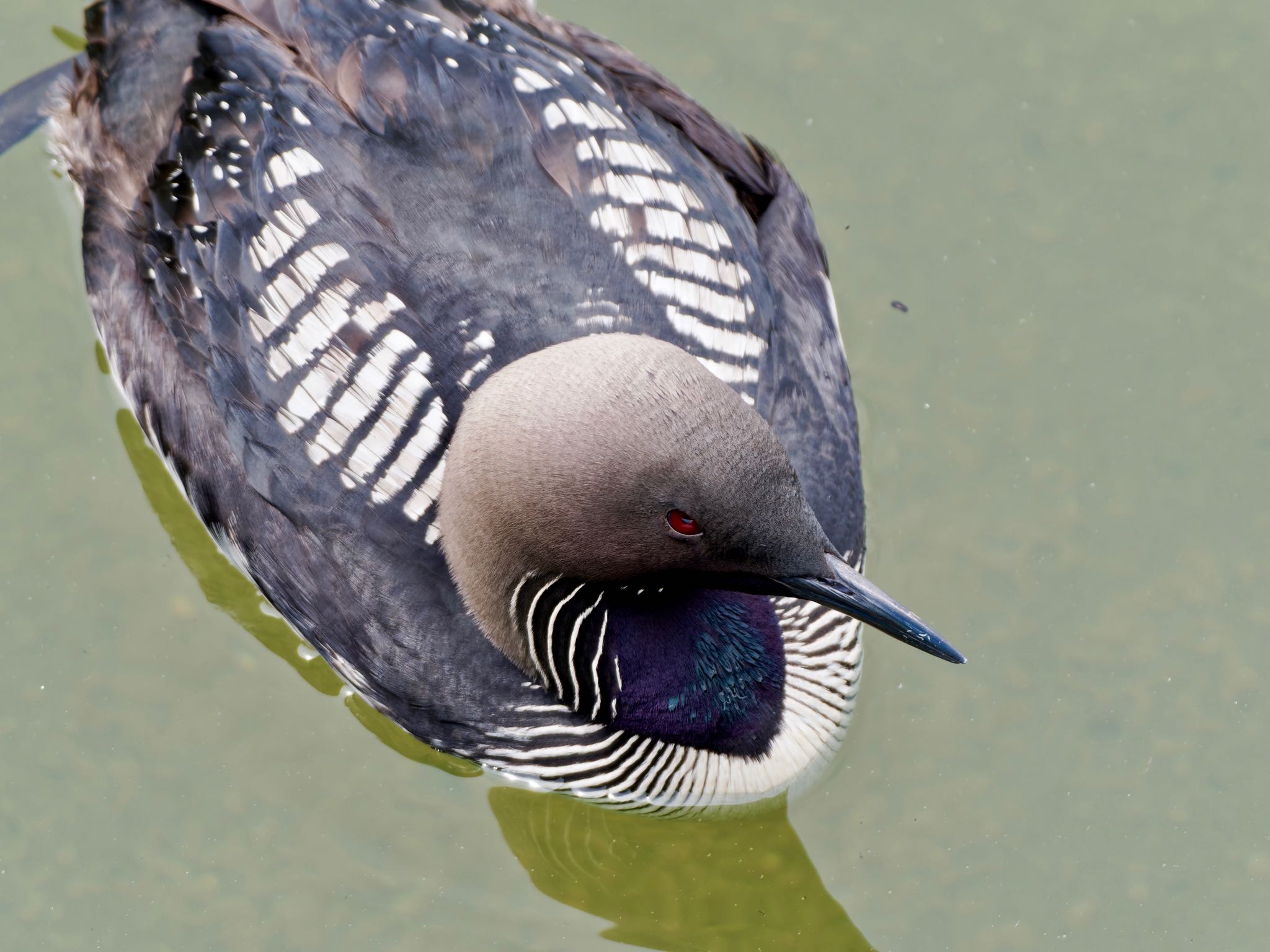 Photo of Pacific Loon at 高槻市 by speedgame