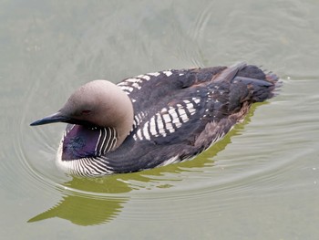 Pacific Loon 高槻市 Sun, 6/25/2023