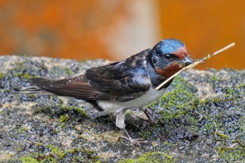 Barn Swallow 松之山 Sat, 6/24/2023