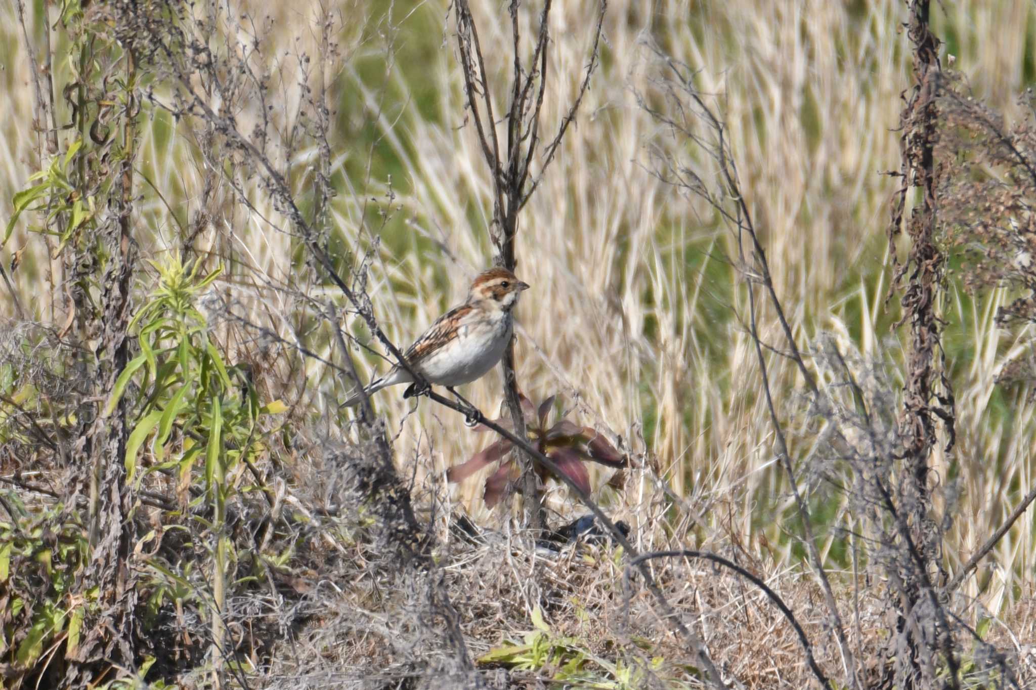 Photo of Common Reed Bunting at 球磨川河口 by あひる