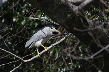 2023年1月21日(土) 球磨川河口の野鳥観察記録