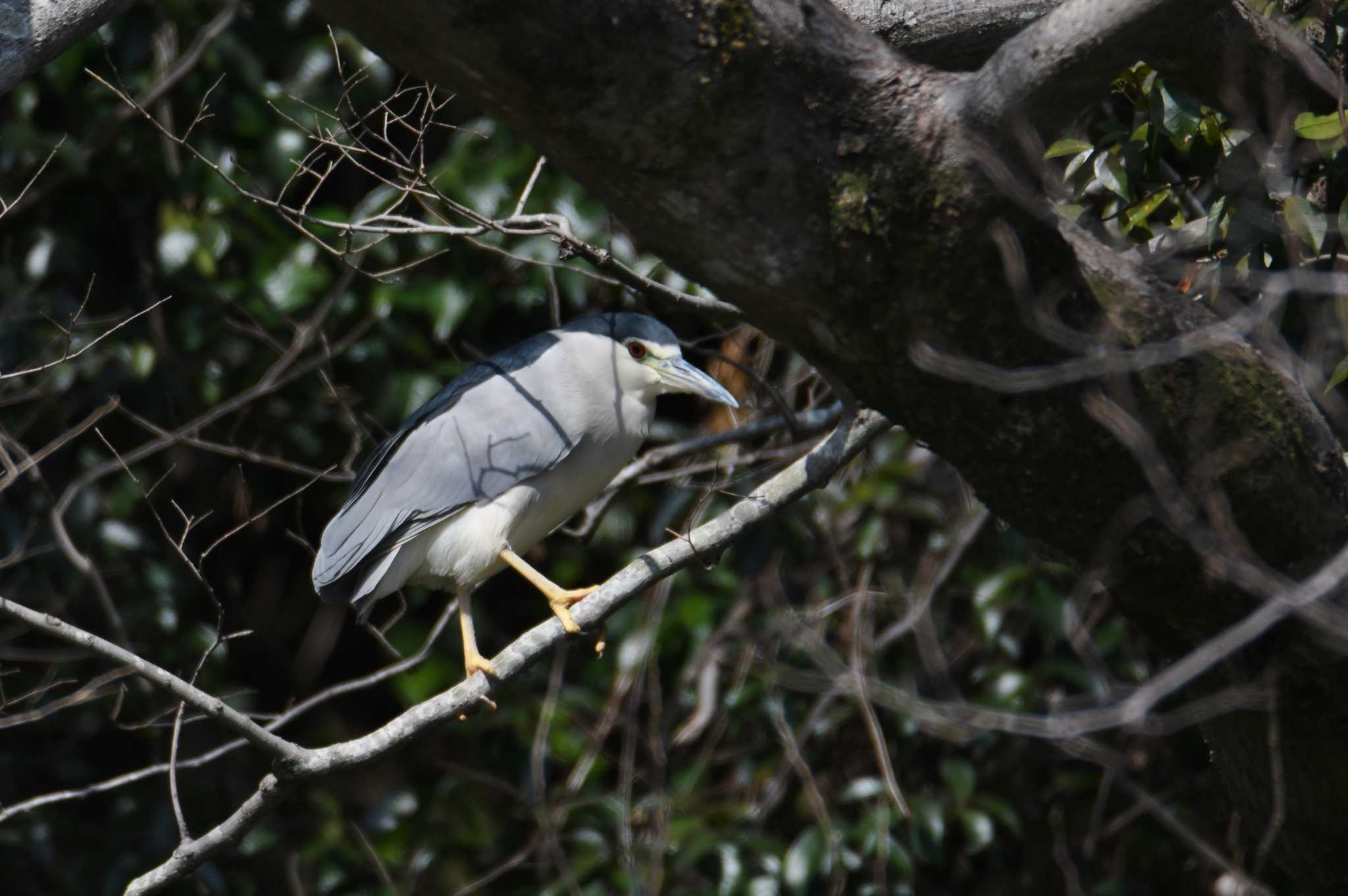 Black-crowned Night Heron