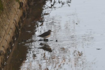 Green Sandpiper 球磨川河口 Sat, 1/21/2023